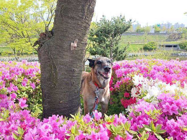 입양 이후 승리가 공원에서 봄을 만끽하고 있다. 이현주씨 제공