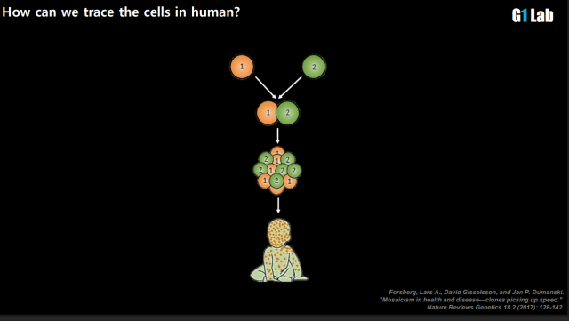 ▲배아가 첫 분열을 일으키면 두 개 세포가 된다. 각각을 주황색과 녹색으로 칠한다. 세포들은 분열할 것이고, 나중에 사람 몸은 주황색과 녹색인 세포들로 가득 찬다. 이게 체세포 모자이크 현상을 보여주는 기본 개념이다. 사람 몸에서 시작해서 거꾸로 그 세포의 기원을 역추적해가는 게 오지원 교수가 사람발생학을 하는 연구방법이다. '무덤에서 요람으로' 기법이라고도 한다.