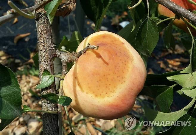 사과 햇볕 데임 피해 [연합뉴스 자료사진]