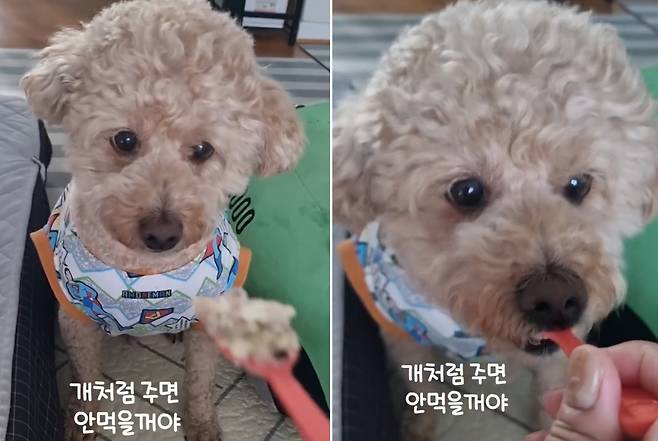 떠먹여 줘야 먹는 기린이(인스타그램 kirinjjang_mom 제공) ⓒ 뉴스1