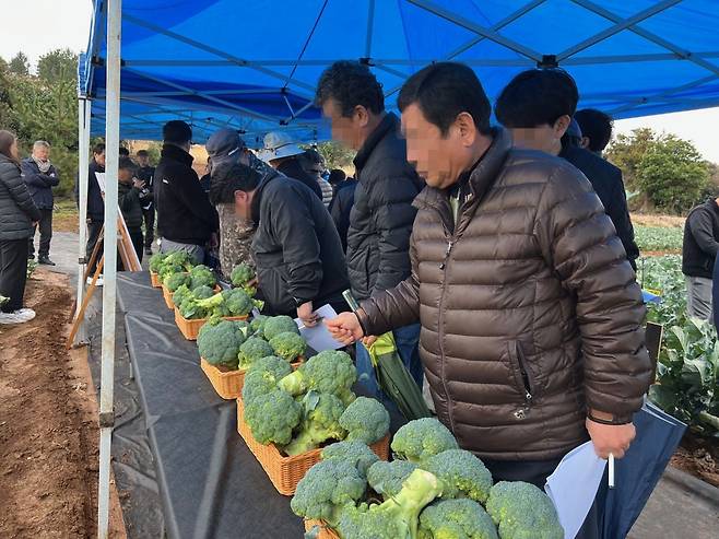 지난해 6월 병충해에 강한 브로콜리 품종 '삼다그린' 현장 평가회가 열리고 있다. 제주도 농업기술원 제공