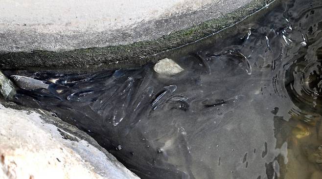 12일 대전 유성구 전민동 한빛대교에서 붕어떼가 교각 밑으로 모여드는 현상이 계속 발생하고 있다. &nbsp;이성희 기자