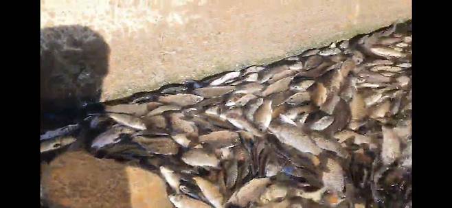 대전 유성구 전민동 한빛대교 한 교각에서 1월 11일 오후 4시 30분께 촬영된 물고기떼 기현상 모습. &nbsp;독자 제보