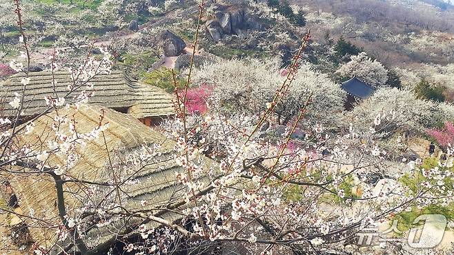 광양매화마을 전경