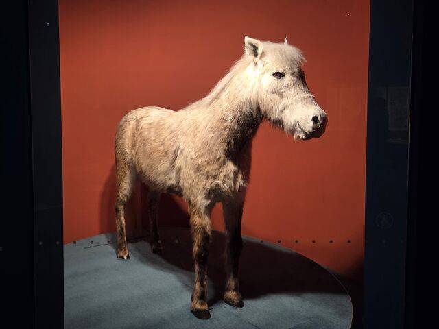 특별전에 마련된 조랑말 박제.