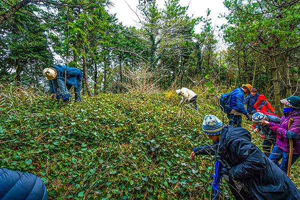 오름 정상부의 겨울딸기 군락지. 한겨울에 익은 야생 딸기를 찾느라 모두 분주하다.