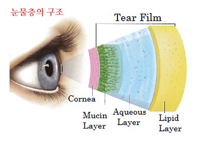 눈물층의 구조