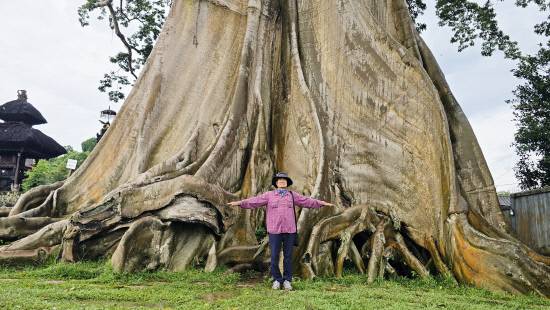지난 12일 발리 Ubud 근교에서 촬영한 발리에서 가장 오래되고 큰 노거수입니다. 'Bayan Ancient Tree'로 수령이 700년 이상된 것으로 추정되며, 가슴높이 둘레가 무려 30m입니다. 학명은 Ficus albipila. 지금껏 필자가 확인한 최대의 거목이지요.