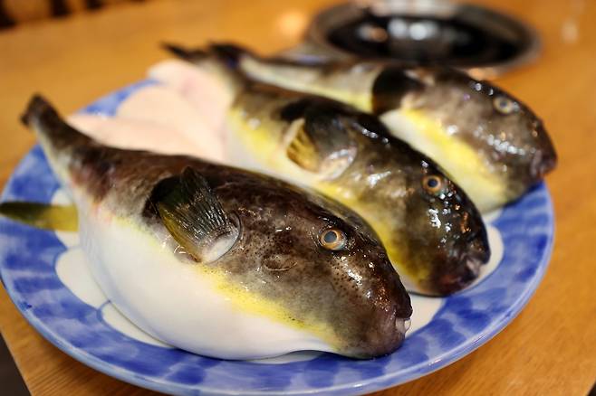 위험하지만, 그 위험을 감수할 정도의 맛을 지닌 생선인 복어.