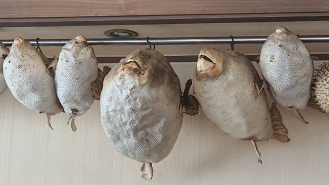 복어는 맛있지만, 독을 지닌 무서운 생선이기도 하다.