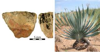 왼쪽 사진은 6만년 전 화살촉의 앞면과 뒷면. 화살촉의 날카로운 윗부분에 묻은 물질은 독 성분인 것으로 밝혀졌다. 이 독성물질은 아프리카 야생 식물인 히프볼(오른쪽 사진)의 알뿌리에 있는 식물 독 성분과 유사한 것으로 나타났다. 이는 구석기 시대 인류가 활을 사용했으며, 독성 물질을 사냥에 활용할 줄 알았음을 보여준다. 스톡홀름대학, 위키피디아 제공