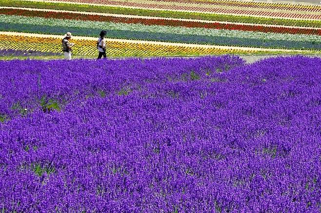 일본 후라노 라벤더밭 / 사진= 언스플래쉬
