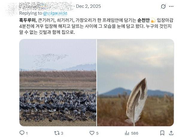 SNS에 올라온 순천만 흑두루미 인증사진. 
<X(옛 트위터)캡처>