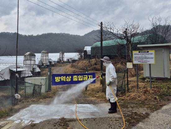경남도는 전국적으로 고병원성 조류인플루엔자(AI) 발생이 이어지는 가운데 도내 비발생 유지를 위해 축산농가의 방역수칙 준수 여부에 대한 점검을 강화하고 있다. 방역관계자가 가금농가 농장 내외부를 소독하고 있다.사진=경남도