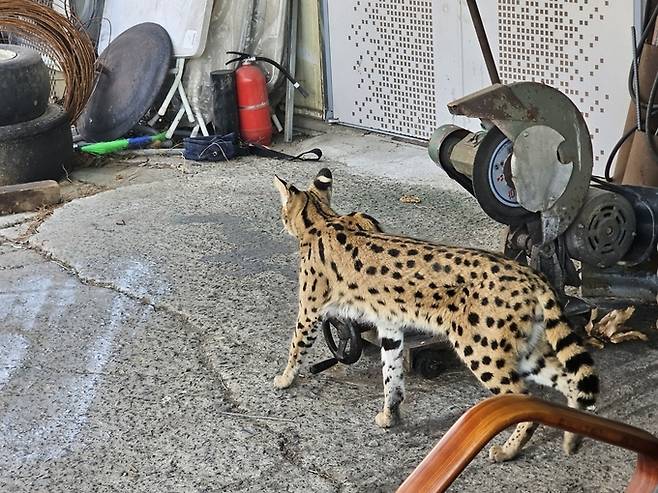 ▲ 14일 오전 8시께 경산시 진량읍 선화리 야산에서 목격된 야생 서벌이 인근 민가 창고까지 내려와 주민의 카메라에 담겼다. 주민 A씨 제공.