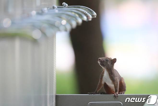 청설모 한 마리가 수도꼭지를 바라보고 있다. 2020.8.19/뉴스1 ⓒ News1 공정식 기자