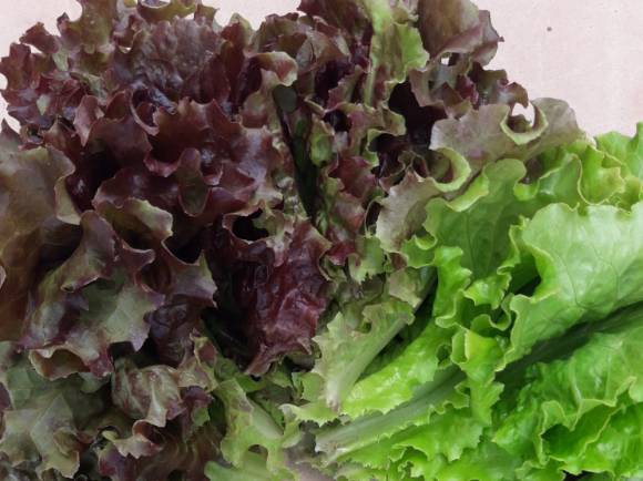 사진은 상추. [사진=서울시]