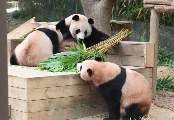 Twin giant pandas Hui Bao and Rui Bao spend time with their mother, Ai Bao, at Everland in Yongin, Gyeonggi, on Aug. 12, 2025. [NEWS1]
