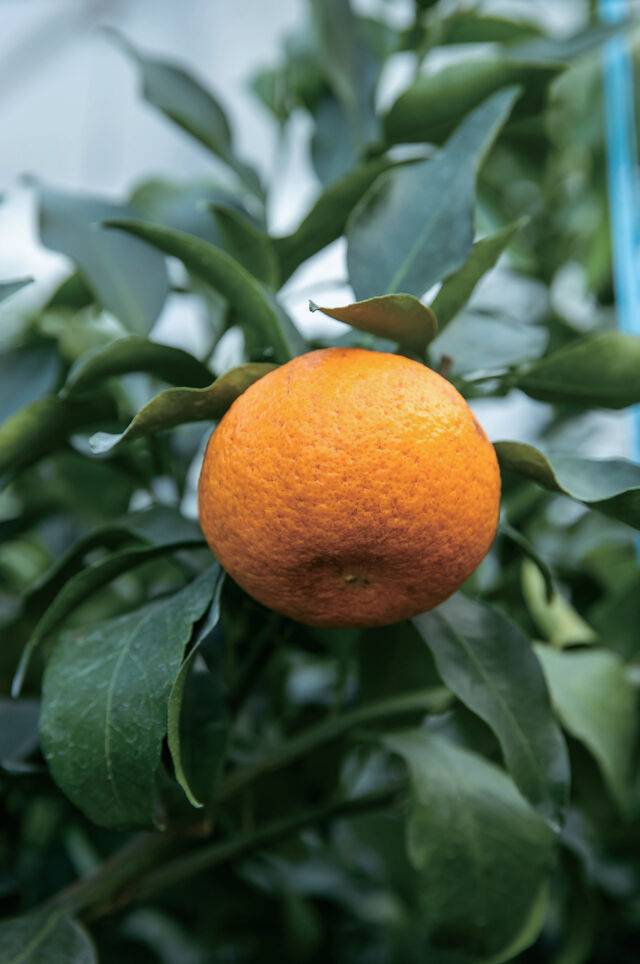 제주도농업기술원이 개발한 만감류 품종 ‘달코미’.