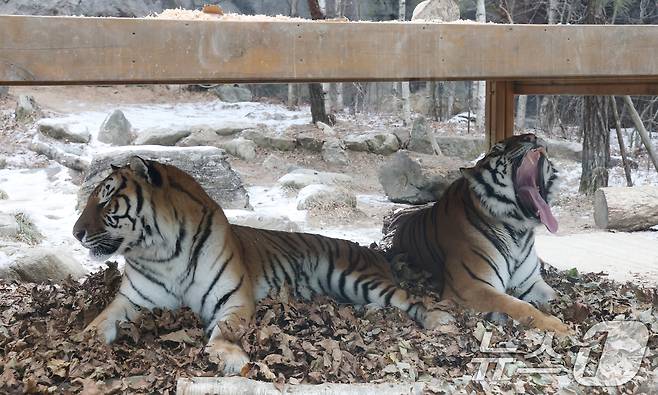 15일 경기 용인시 처인구 에버랜드 타이거 밸리에서 한국 호랑이 다운이와 나라가 낙엽 위에 누워있다. 2026.1.15/뉴스1 ⓒ News1 김영운 기자
