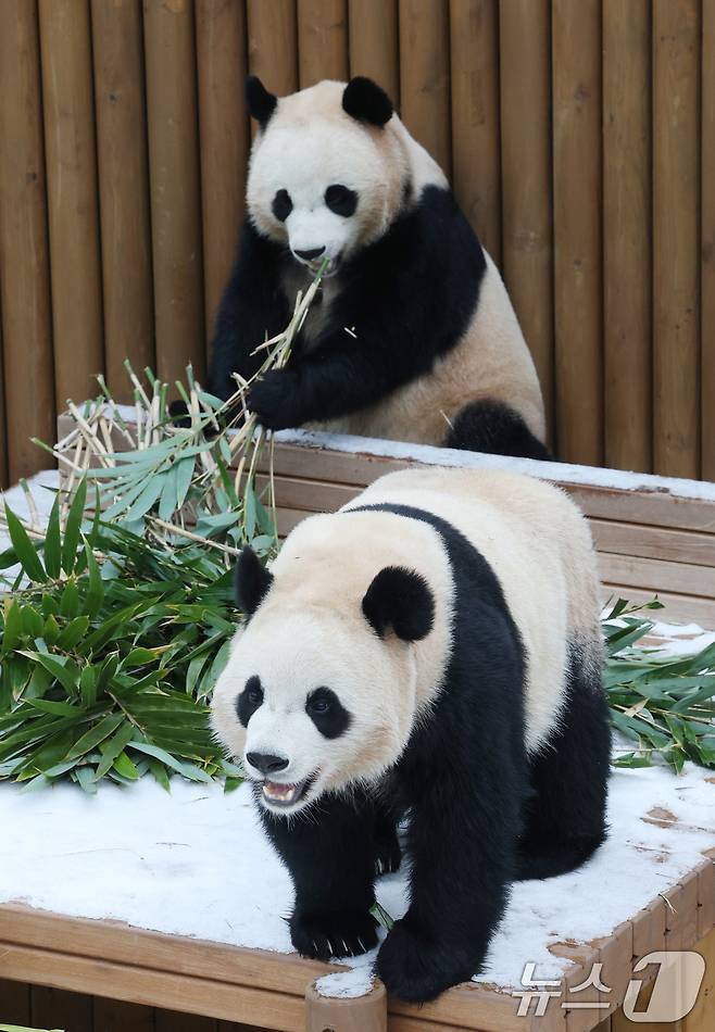 15일 경기 용인시 처인구 에버랜드 판다 세컨하우스에서 쌍둥이 판다가 하얗게 눈이 쌓인 야외 공간에서 먹이를 먹고 있다. 2026.1.15/뉴스1 ⓒ News1 김영운 기자