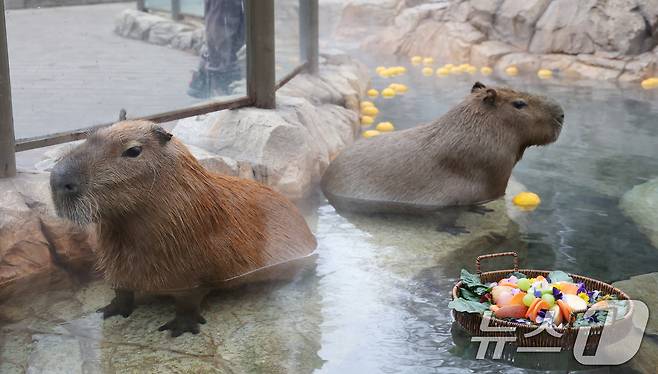 15일 경기 용인시 처인구 에버랜드에서 카피바라들이 김이 모락모락 피어오르는 온천에 몸을 담근 채 따뜻하게 온천욕을 즐기며 겨울을 나고 있다. 2026.1.15/뉴스1 ⓒ News1 김영운 기자