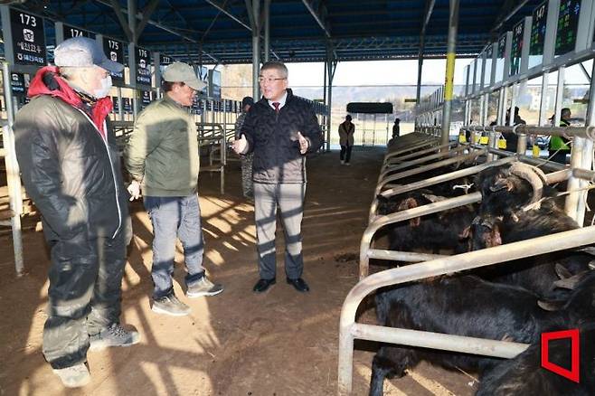 김학동 예천군수(오른쪽 첫 번째)가 2026년 첫 염소 경매장에 상황울 보고 있다.
