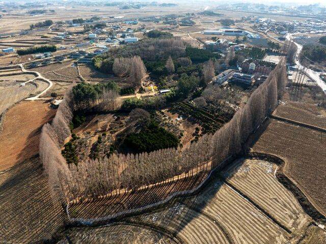 500여 그루 메타세쿼이아가 울타리를 이룬 아가페정원.