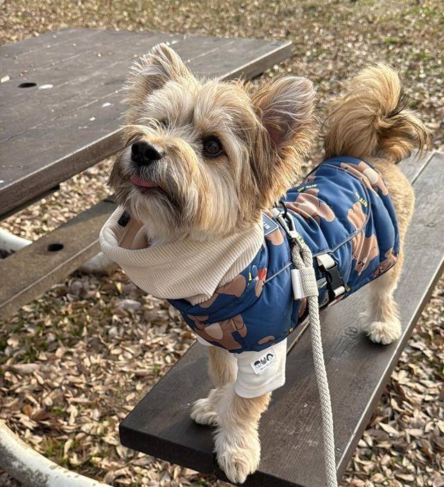 금돌이에게 산책은 최고의 행복⭐ 보호자 제공