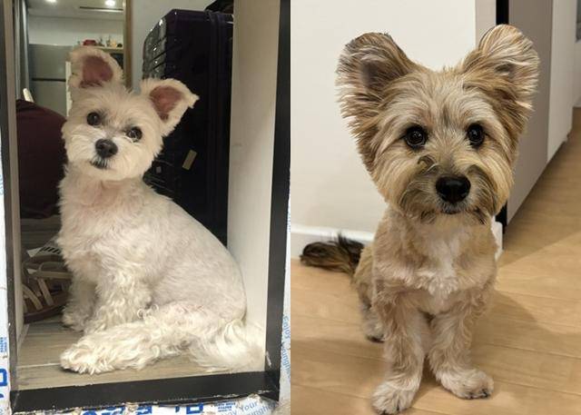 온돌♥️ 금돌 보호자 제공