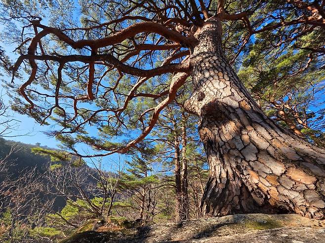 쉰움산은 금강소나무가 가득하다. 암반에 뿌리내리고 자유롭게 자란 모습이 야성적이다.