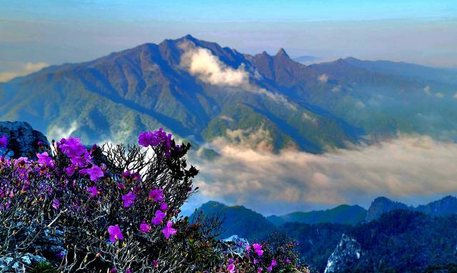 ▲ 봄철 진달래가 핀 설악산.