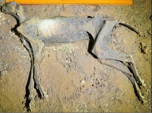 아흐메드 알 부그 박사 연구팀 제공