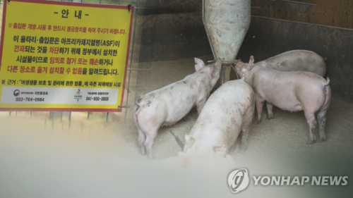 ◇아프리카돼지열병 농가 발생. 사진=연합뉴스