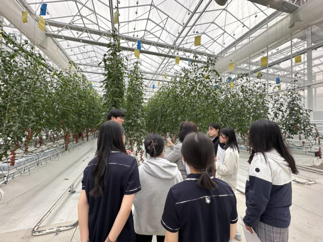 상주스마트팜혁신벨리 토마토 온실에서 학생들이 특화프로램에 참여해 설명을 듣고 있다. 상주시 제공