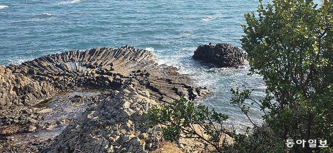 동해안의 지질명소 ‘경주양남주상절리군’ 중 부채꼴 주상절리.