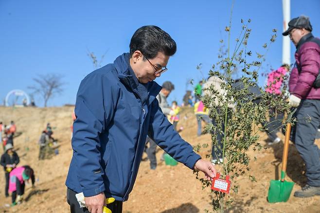 다시 피어나는 영덕, 진달래 심기 모습. /영덕군 제공