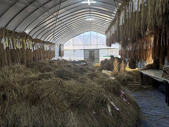 손으로 벤 볏단이 잔뜩 쌓여 있는 우보농장 작업장의 풍경.