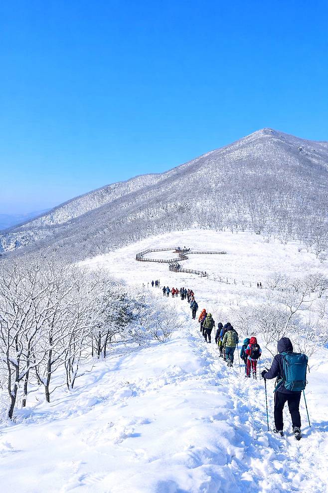 Visitors trek through Gompaeryeong in Mount Jeombong, Inje County, Gangwon, on Jan. 17 after heavy snowfall blanketed the area. Gompaeryeong, located at an alpine wetland 1,100 meters above sea level, is also known as the “Garden in the Sky” for its clusters of wildflowers. [YONHAP]