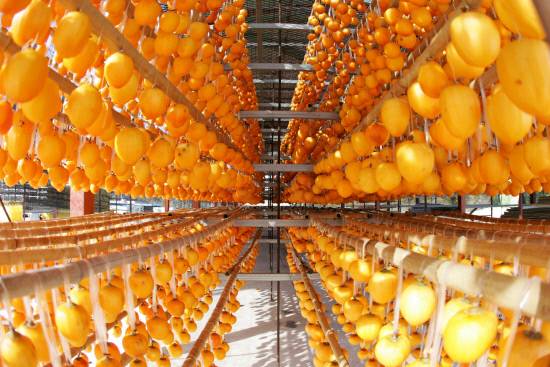 제15회 함안곶감축제가 23일~25일 함안체육관에서 열린다. 사진은 함안면 파수리 한 농가에서 자연바람에 곶감을 건조하고 있는 모습. 사진=함안군