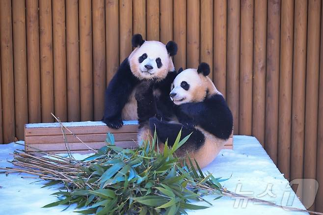 눈 덮인 '판다 세컨하우스'에서 즐거운 시간을 보내는 루이바오(왼쪽)와 후이바오(에버랜드 제공)