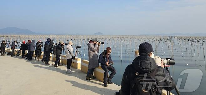 전남 장흥군 대덕읍 매생이 양식장이 겨울철 사진명소로 주목받으며 전국 사진 작가와 동호회 회원들로 북적이고 있다.(장흥군 제공, 재배포 및 DB 금지)/뉴스1