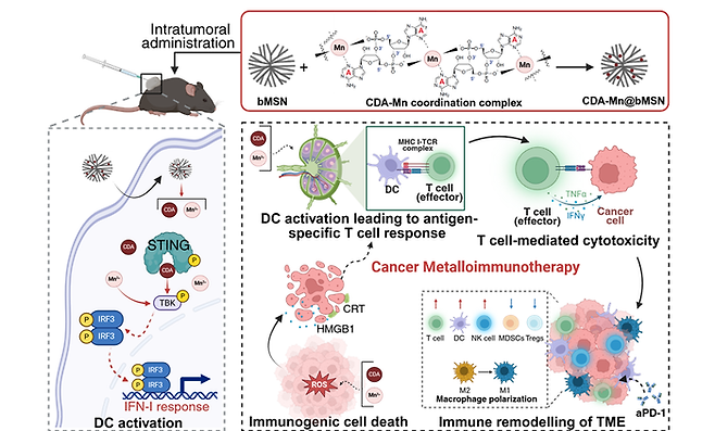 금속-면역치료 연구 개요.