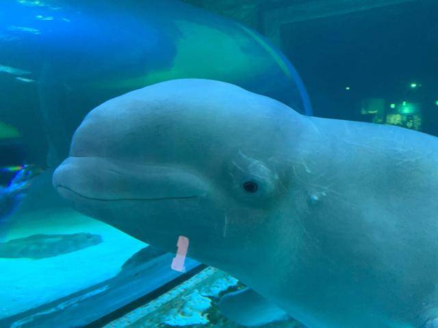 서울 송파구 롯데월드 아쿠아리움에서 살고 있는 벨라가 유리창에 가까이 다가와 관람객을 쳐다보고 있다. 고은경 기자