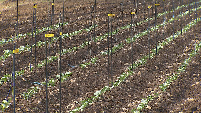 농가 밭을 임대해 조성된 브로콜리 육종 연구 포장