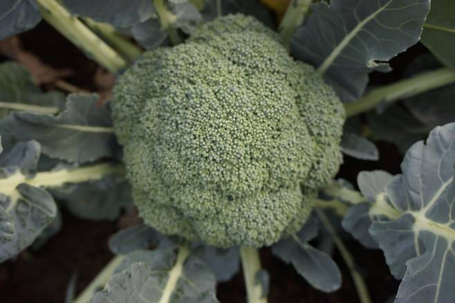 조생 브로콜리 신품종으로 육종중인 제주Br-10호