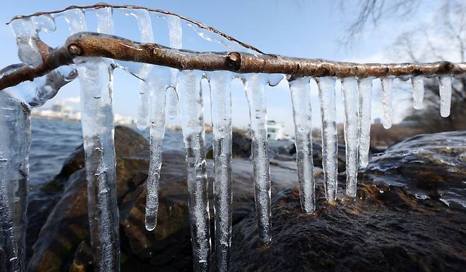 Icicles hang from tree branches along the Han River in Yeongdeungpo District, western Seoul, on Jan. 19. [NEWS1]