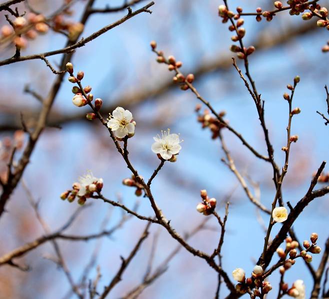 꽃망울 터뜨린 광양 소확정 매화 [광양시 제공. 재판매 및 DB 금지]