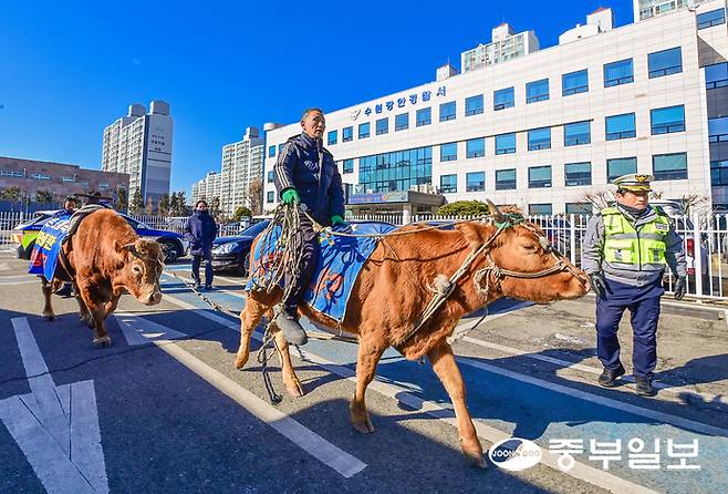 20일 오후 수원장안경찰서에서 시민 정면채 씨가 민원을 제기하기 위해 황소들을 몰고 이동하고 있다. 임채운기자
