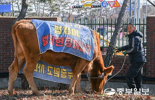 20일 오후 수원장안경찰서에서 시민 정면채 씨가 민원을 제기하기 위해 황소들을 몰고 이동하고 있다. 임채운기자